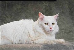 Gatti (44)